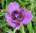 foto I fiori da giardino Sego Giglio, Stella Tulipano Di Tolmie, Orecchie Figa Pelosa (Calochortus), lilla