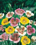 照 园林花卉 鑫谷百合，托尔米的明星郁金香，毛茸茸的猫耳 (Calochortus), 粉红色