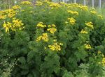 სურათი ბაღის ყვავილები მოიგერია Tansy, Curly Tansy, ორმაგი Tansy, გვიმრა ფოთოლი Tansy, Fernleaf ოქროს ღილები, ვერცხლის Tansy (Tanacetum), ყვითელი