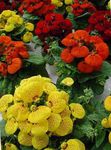 fotoğraf Bahçe Çiçekleri Bayan Terlik, Terlik Çiçek, Slipperwort, Cüzdan Bitki, Kese Çiçek (Calceolaria), kırmızı