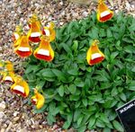 fénykép Boldogasszony Papucsa, Papucs Virág, Slipperwort, Tárcát Növény, Tasak Virág (Calceolaria), narancs