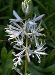 foto I fiori da giardino Camassia , bianco