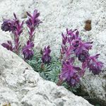 fotografie Záhradné kvety Saxifraga , fialový