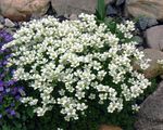 fotografija Vrtno Cvetje Saxifraga , bela