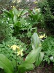fotografie Zahradní květiny Kolouch Lilie (Erythronium), žlutý
