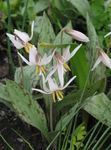 zdjęcie Ogrodowe Kwiaty Eritronium (Psiząb) (Erythronium), biały