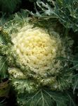 フォト 庭の花 開花キャベツ、装飾ケール、コラード、ケール (Brassica oleracea), 黄