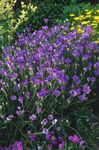 Фото Садовые Цветы Катананхе (Catananche), фиолетовый