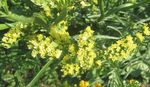 Foto Dārza Ziedi Carolina Jūras Lavanda (Limonium), dzeltens