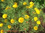 Foto Flores de jardín Cladanthus , amarillo