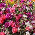 フォト 庭の花 サンジソウ、花輪、花、山の花輪 (Clarkia), 赤