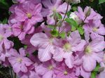სურათი ბაღის ყვავილები Clematis , ვარდისფერი