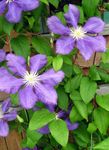 Photo les fleurs du jardin Clématite (Clematis), lilas