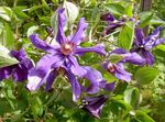 foto I fiori da giardino Clematide (Clematis), porpora