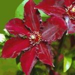 Foto Flores de jardín Clemátide (Clematis), rojo
