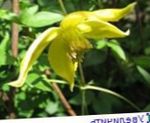 სურათი ბაღის ყვავილები Clematis , ყვითელი