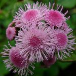 Foto Flor De Seda (Ageratum houstonianum), rosa