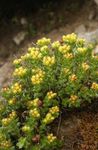 Foto Vrtne Cvjetovi Rhodiola, Roseroot, Sedum, Leedy Je Roseroot, Stonecrop , žuta