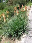 Red hot poker, Torch Lily, Tritoma 