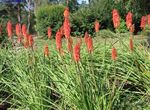 foto Flores do Jardim Red Hot Poker, Lírio Tocha, Tritoma (Kniphofia), vermelho