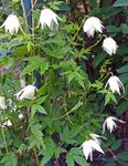 fotografie Záhradné kvety Atragene, Malé Kvitnúce Plamienok , biely
