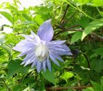 Nuotrauka Sodo Gėlės Atragene, Nedidelio Pražydo Raganė , šviesiai mėlynas