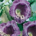 Nuotrauka Sodo Gėlės Katedros Varpai, Puodelis Ir Lėkštutė Augalų, Puodelis Ir Lėkštutė Vynmedis (Cobaea scandens), violetinė