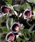 Nuotrauka Sodo Gėlės Katedros Varpai, Puodelis Ir Lėkštutė Augalų, Puodelis Ir Lėkštutė Vynmedis (Cobaea scandens), bordo