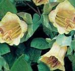 Foto Gartenblumen Dom Glocken, Tasse Und Untertasse Pflanze, Tasse Und Untertasse Wein (Cobaea scandens), gelb