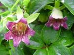 Foto Flores de jardín Bellflower Capó (Codonopsis), rosa