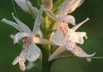 fénykép Illatos Orchidea, Szúnyog Bibircsvirág (Gymnadenia), fehér