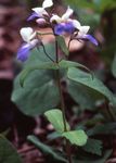 fotografie Zahradní květiny Blue-Eyed Mary, Čínské Domy (Collinsia), světle modrá