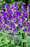 kuva Kellokukka (Campanula), violetti
