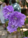 foto I fiori da giardino Campanula , lilla
