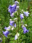 Foto Flores de jardín Campanilla (Campanula), azul claro