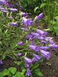 zdjęcie Ogrodowe Kwiaty Bell Srednerosloe (Campanula), purpurowy