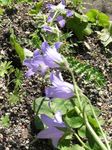 Photo les fleurs du jardin Campanule (Campanula), lilas