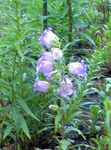 Nuotrauka Sodo Gėlės Campanula, Varpelis , šviesiai mėlynas