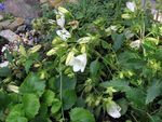 fotografie Záhradné kvety Campanula, Taliančina Zvonček , biely