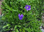 Nuotrauka Sodo Gėlės Campanula, Italų Varpelis , mėlynas