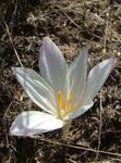 fotografie Záhradné kvety False Jeseň Šafran, Efektné Colchicum, Nahé Dámy, Lúka Šafran , biely