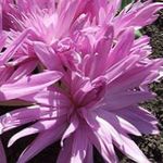Foto Have Blomster Falsk Efteråret Krokus, Prangende Colchicum, Nøgne Damer, Eng Safran , pink