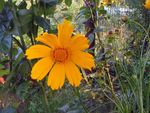 φωτογραφία Λουλούδια κήπου Lanceleaf Φυτό Και Άνθος, Φυτό Και Άνθος Tickseed (Coreopsis), πορτοκάλι