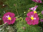 Foto Have Blomster Kosmos (Cosmos), bordeaux