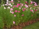 φωτογραφία Λουλούδια κήπου Κόσμος (Cosmos), ροζ