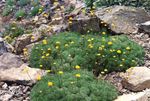 foto Flores do Jardim Cotula , amarelo