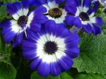 Foto Vrtne Cvjetovi Cvjećarnice Sinerarija (Pericallis x hybrida), plava