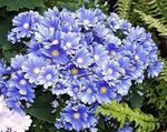 Fil Trädgårdsblommor Blomster Cineraria (Pericallis x hybrida), ljusblå