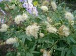 Foto Gartenblumen Wiesenknopf (Sanguisorba), weiß