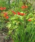 Foto Flores de jardín Crocosmia , rojo